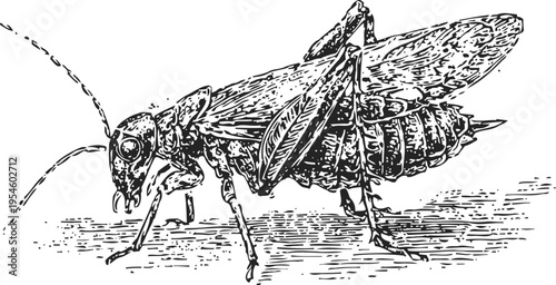 Detailed vintage illustration of a grasshopper insect with textured wings and segmented body