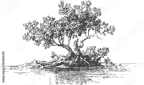 detailed black and white sketch of a mangrove tree in water surrounded by roots and foliage