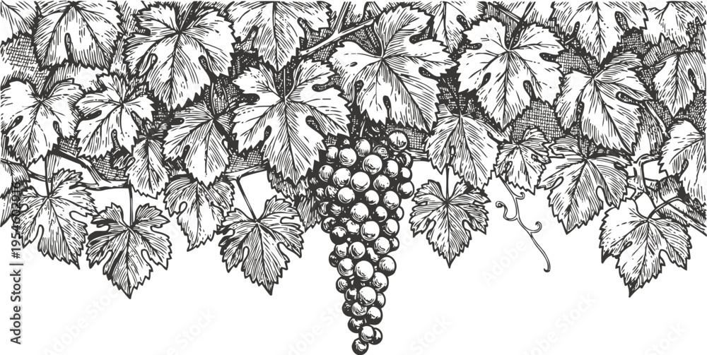 Fototapeta premium Grapevine with ripe grape cluster hanging among detailed leaves in vintage botanical illustration