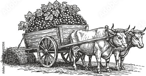 Oxen pulling wooden cart filled with grapes on a rural farm vintage agricultural transportation scene