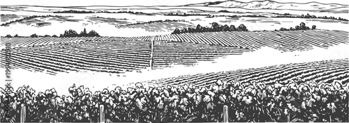 vineyard landscape with rows of grapevines and distant hills under a clear sky agriculture and nature concept