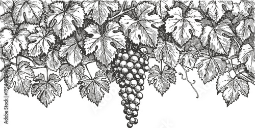 Grapevine with ripe grape cluster hanging among detailed leaves in vintage botanical illustration