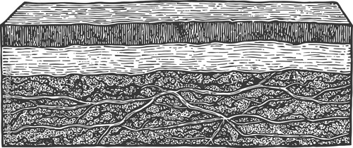 Cross section illustration of forest soil layers showing organic, mineral, and root structures