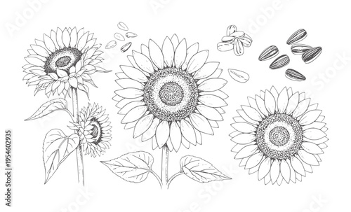 Three line sunflowers with scattered seeds and petals bloom
