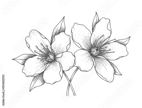 Two delicate hand drawn cherry blossoms with petals and stamens flower nature floral