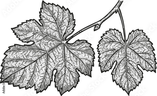 Detailed black and white grapevine leaves illustration with fine line art and botanical