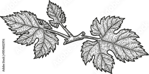 Detailed vintage grapevine branch with textured leaves ink drawing botanical illustration