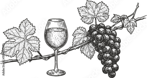 Wine glass with grapevine and bunch of grapes detailed black and white illustration