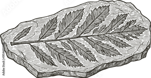 Leaf fossil imprint on rock slab detailed engraving vintage natural history design
