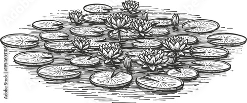 Black and white lotus pond with blooming water lilies and large round leaves on calm water surface vintage illustration