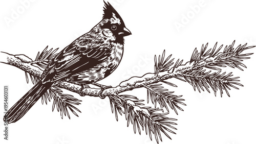 Detailed black and white illustration of a cardinal bird perched on a pine tree branch