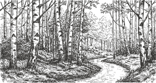 birch forest landscape with winding path hand drawn black and white woodland illustration with trees and grass