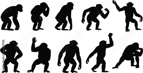 Chimpanzee silhouette set featuring expressive primate poses and movements, black ape vector collection isolated on white background for wildlife, education, and biology design