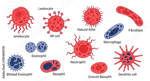 Diverse Human Blood Cells and Immune System Components - Medical Illustration