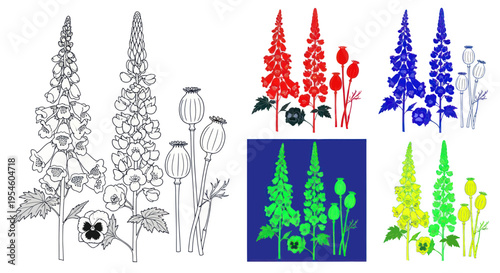 Delphinium and Poppy Flower Illustrations in Various Colors