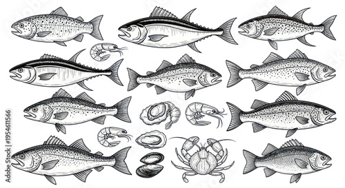 Seafood Collection: Fish, Shrimp, Oysters, Crab - Hand Drawn Illustration