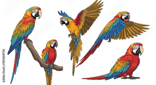 Vibrant Macaw Parrots Collection: Perching, Flying, and Resting