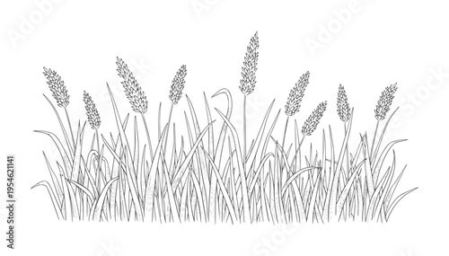 Black and white line of tall grass stalks with seed heads nature plant botanical