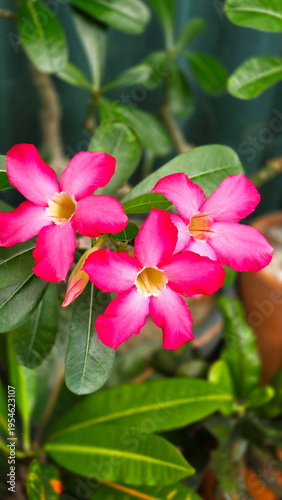 flower pink bloom blossom plant nature flora green outdoor natural macro closeup delicate tropical detail
