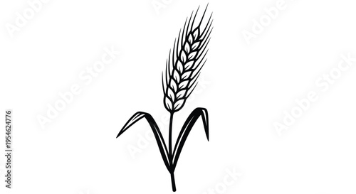 Detailed illustration of a wheat stalk against a white background silhouette