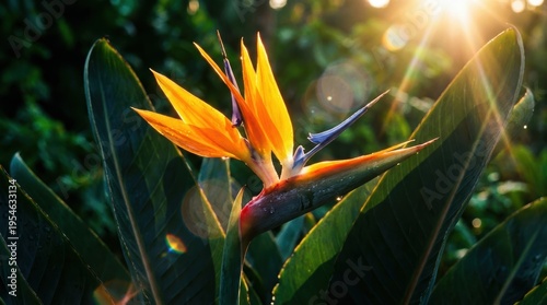Closeup of Vibrant Orange Bird of Paradise Flower with Sunlight Rays in a Lush Green Garden