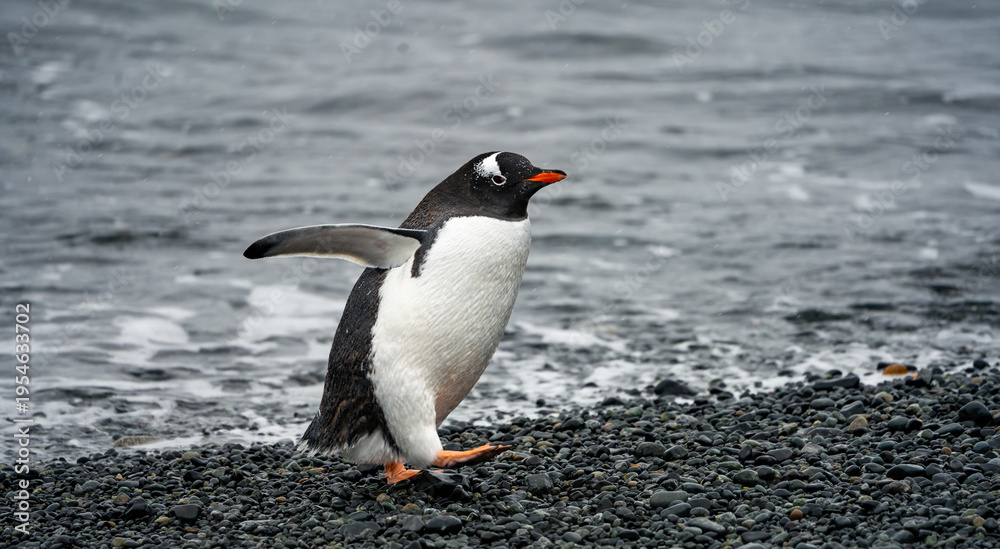 Fototapeta premium wildlife at half moon bay Antartic Peninsula
