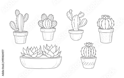 Hand drawn potted cacti and succulents collection cactus plant outline