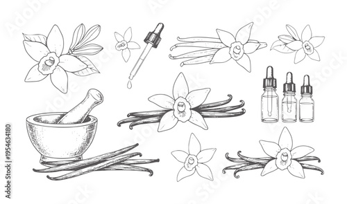 Hand drawn vanilla flowers beans mortar pestle and essential oil bottles orchid