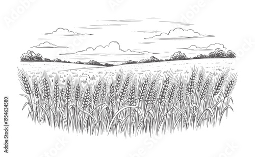 Of a vast wheat field under a cloudy sky nature agriculture harvest
