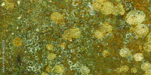 The texture of an old concrete wall covered with green moss and yellow lichen crust