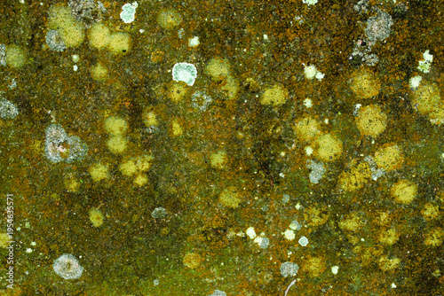 The texture of an old concrete wall covered with green moss and yellow lichen crust