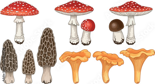 Collection of Diverse Mushrooms: Amanita, Morel, Chanterelle, Isolated