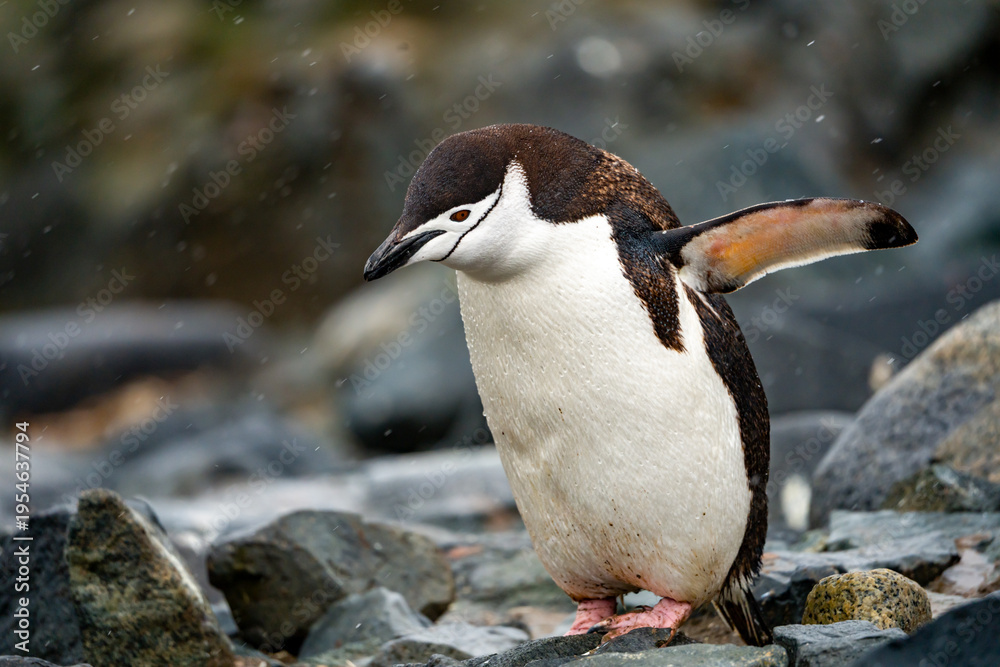 Obraz premium wildlife at half moon bay Antartic Peninsula