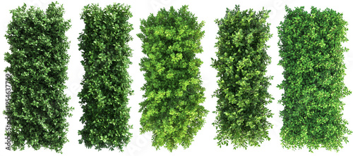 фотографія Top view of a hedge row Set isolated or on white background 3d render png