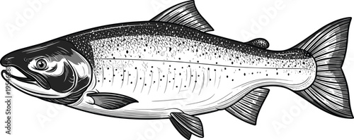 Detailed Salmon Fish Engraving Style Vector Illustration with Realistic Seafood Anatomy for Fishing Design, Food Industry Graphics, Wildlife Art, and Marine Biology Educational Projects