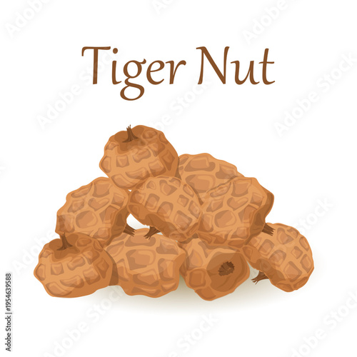 Tiger Nut Chufa Edible Tuber from Cyperus Plant