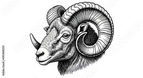 Detailed Ram Head Sketch with Large Curved Horns, Black and White Drawing