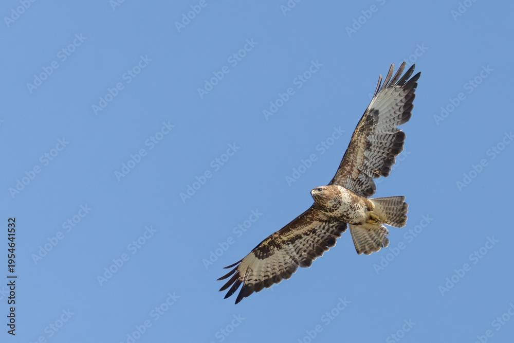 Fototapeta premium Common buzzard in flight with wings fully extended against blue sky