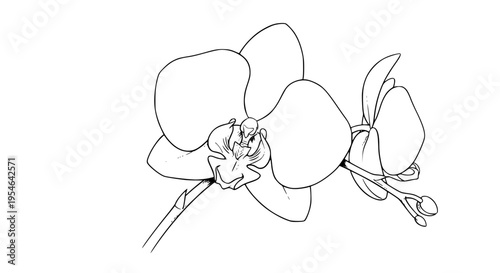 Orchid flower detailed line art illustration with delicate petals and unopened buds on a graceful stem, ideal for elegant botanical designs.