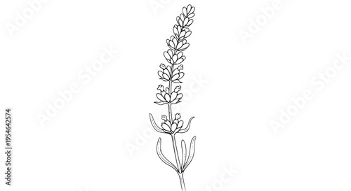 Simple black and white line art drawing of a single lavender flower stalk with leaves isolated on white background.