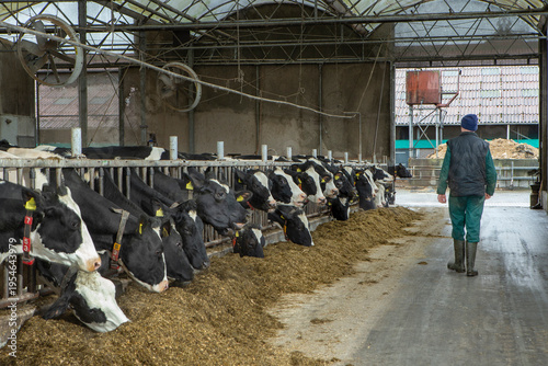 Photography Dairy cows in modern Dutch cattle stable at the feeding gate with silage or roug