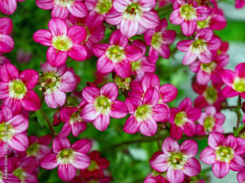 Foto Blick von oben auf eine Vielzahl roter Blüten der Polsterstaude Steinbrech, Saxi