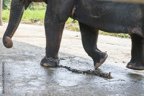 Large wild animal elephant walking on hard concrete road with heavy metal chain attached to front leg foot expressing deep sad captivity and horrible painful cruelty