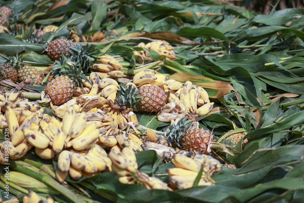 Obraz premium Fresh organic pineapple and yellow banana fruit harvest scattered on lush green foliage background creating vibrant natural tropical agriculture scene