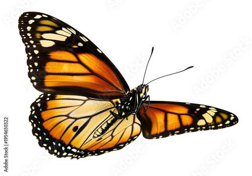 Beautiful monarch butterfly with open wings isolated on white background