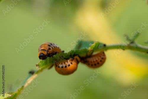 Colorado potato beetle larvae actively consuming potato plant foliage, causing significant damage and posing a serious threat to crop yield and agricultural sustainability in the field
