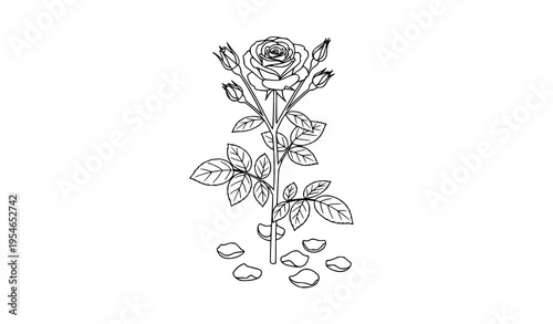 Isometric hand-drawn black outline vector of rose plant with blooms, stems, leaves, and petals