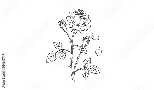 Minimalist black outline rose plant vector with flowers, stems, leaves, and petals for botanical sketches