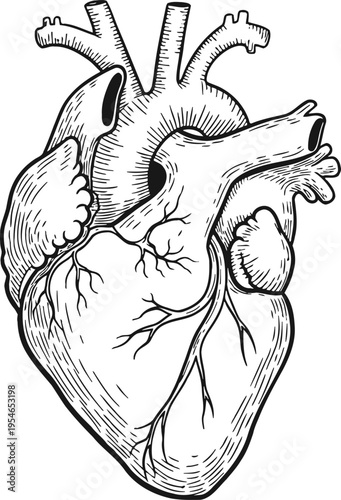 Human heart organ anatomy medical illustration vector line art