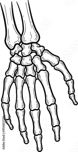 Human hand skeleton anatomy medical illustration vector line art